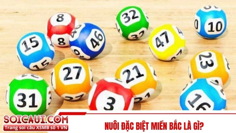 Nuôi đặc biệt miền Bắc là gì? 